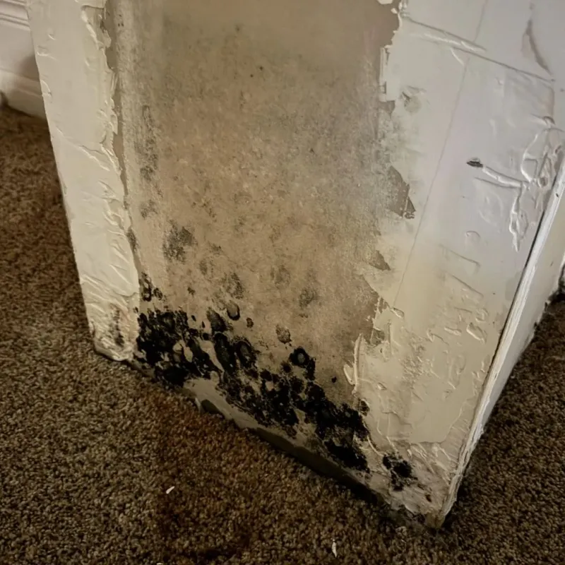 Professional Mold Removal in Running Springs, CA